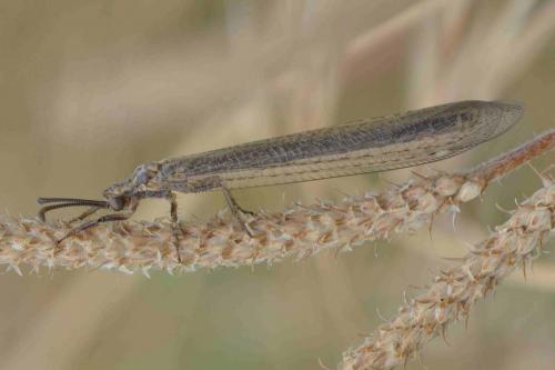 Réf. 199 845 : Creoleon lugdunensis